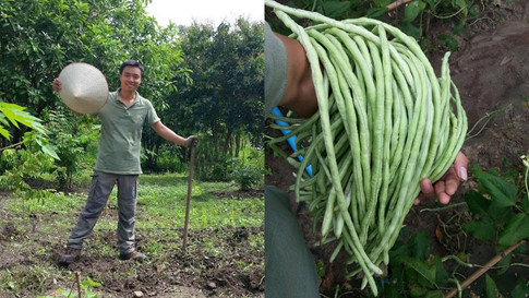 8X thu hoạch đậu đũa sau tháng trời làm nông dân ở vùng núi Thái Lan. ẢNH NVCC